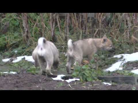 Видео: щенки западно-сибирской лайки