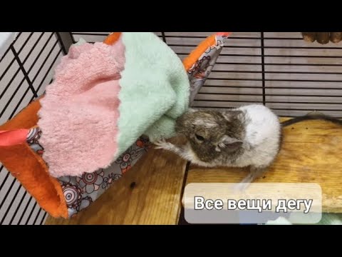 Видео: Все вещи дегу