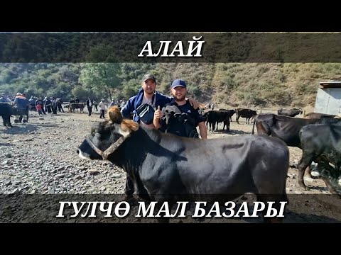 Видео: АЛАЙ Р/НУ ГУЛЧӨ МАЛ БАЗАРЫ БУКАЛАР ЖАНА ӨСПҮРҮМ ЭРКЕК ТОРПОКТОРДУН БАЗАР БААЛАРЫ.