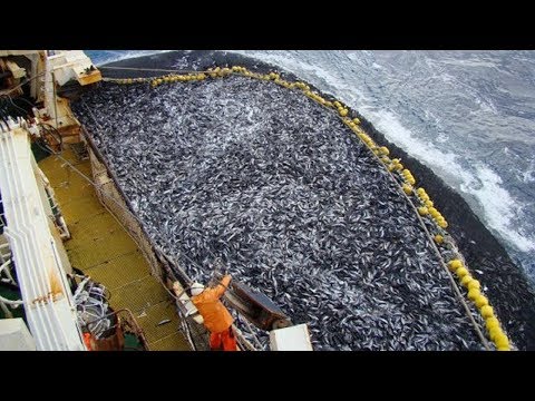Видео: Рыбаки в Деле! Самые Большие Уловы в Мире