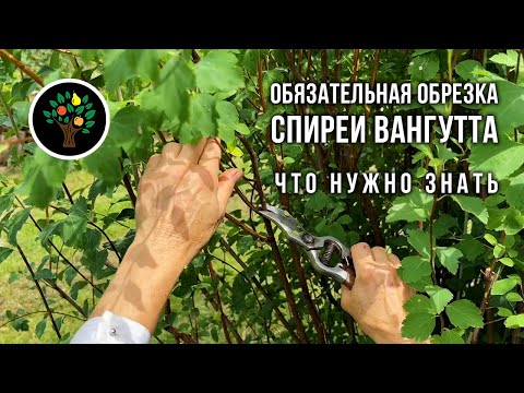 Видео: Обязательная обрезка спиреи Вангутта: что нужно знать