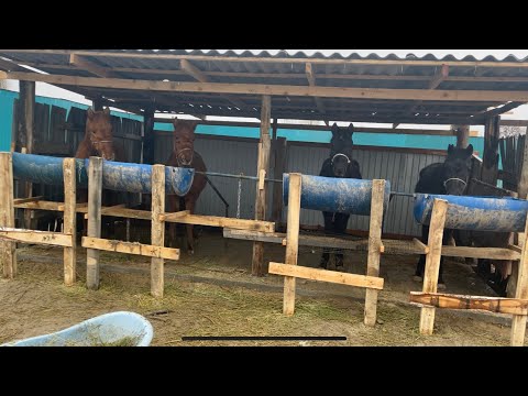 Видео: Жылқы бордақы. Откорм лощадей. Қарапайым қора