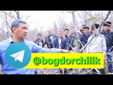 Видео: Қишки кесишга оид кимёвий ҳимоя