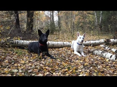 Видео: ДТ-17. Команда «Место» - как научить собаку.