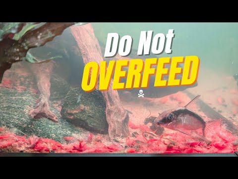 Видео: 6 советов по кормлению для процветающего аквариума