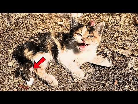 Видео: Я встретил котёнка, что поздоровался со мной; хотел лишь погладить, но у неё не было задних лап...