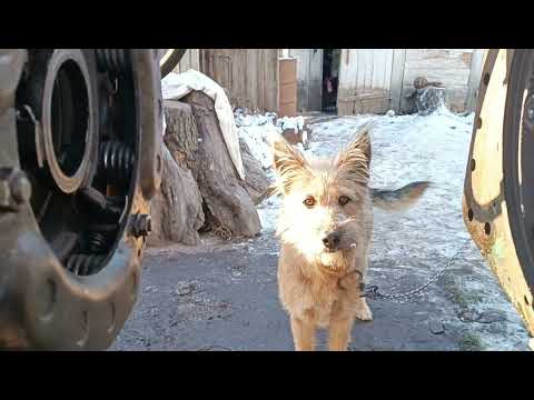 Видео: СМД на ЮМЗ проблема з щепленням.