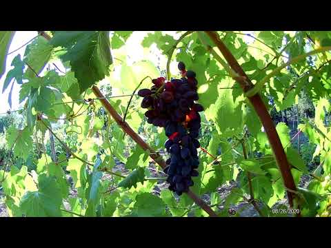 Видео: Кишмиши Хоуп и Джой