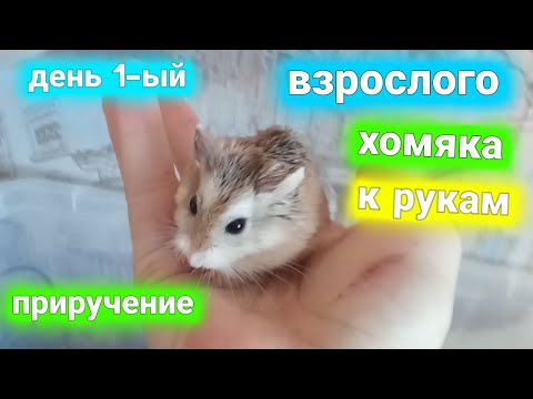 Видео: как приручить взрослого хомяка?🐹 приручение хомяка🐹 как приручить хомяка роборовского?🤨день 1-ый