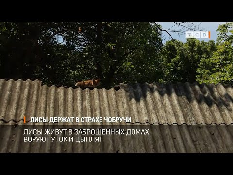 Видео: Лисы держат в страхе Чобручи