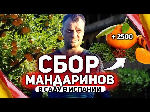 Видео: Работа в Испании | Сбор цитруса мандарин | Один день работы