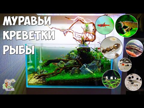 Видео: Заселяем муравьев, креветок и рыб ● АКВАФОРМИКАРИЙ