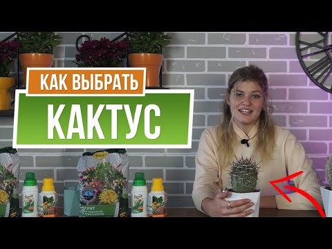 Видео: Уход за кактусом в домашних условиях ✿ Как выбрать горшок для кактуса