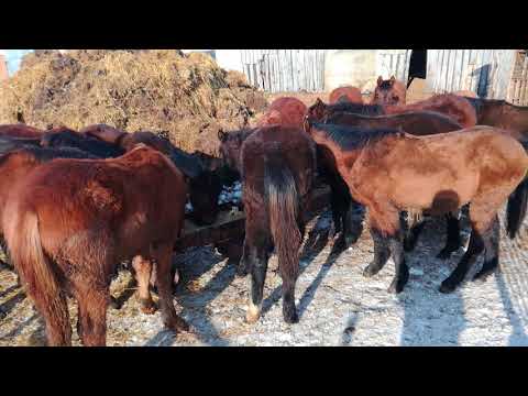 Видео: Жеребята на продажу