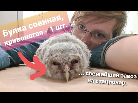 Видео: Не опять, а снова! Птенец неясыти, дубль два - совёнок с детской площадки.