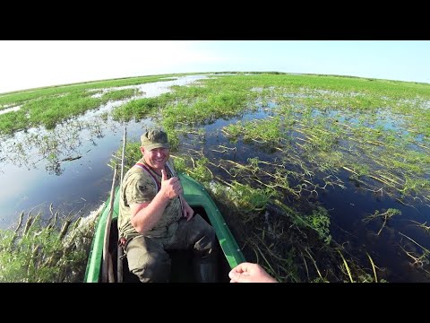 Видео: Рыбалка на ПАУК ПОДЪЁМНИК . Огромные караси и сазаны в пересыхающем ручье