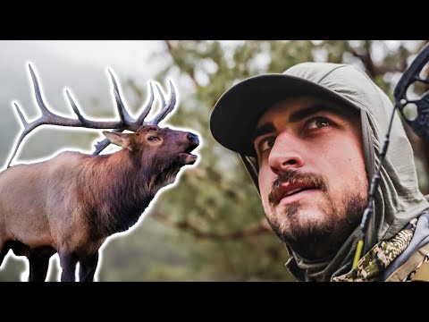 Видео: Охота с луком и горнами на быков в Нью-Мексико