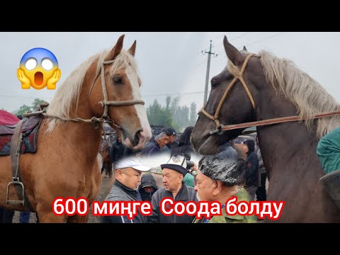 Видео: Ноокат ЖЫЛКЫ Базарда 600 миңге  Чоң  Ат Сатылбады  пай пай пай  Соода кызуу болду
