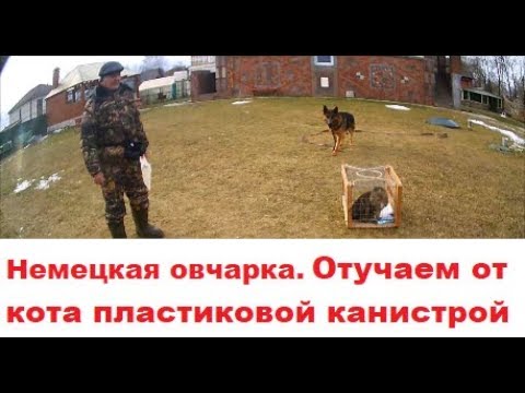 Видео: Отучаем от кошек немецкую овчарку пластиковой канистрой. Как отучить собаку гоняться за кошками.