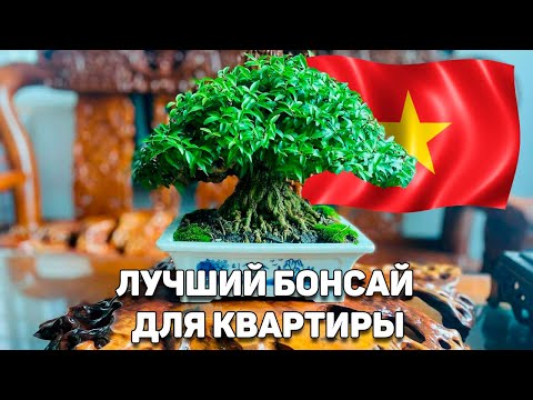 Видео: Лучший бонсай для квартиры / Вьетнамский бонсай в Москве @Studio.Bonsai