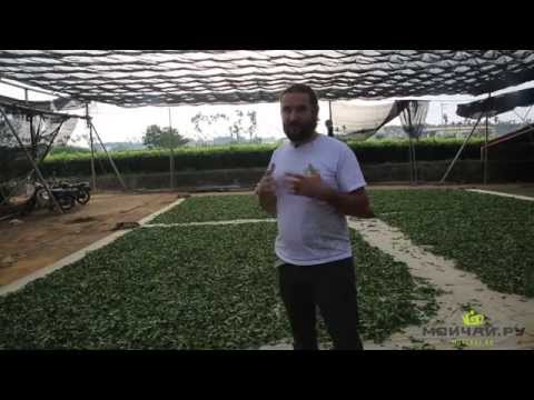 Видео: Габа чай Тайваня. Gaba Tea. Чай вакуумной ферментации. Габа-чай
