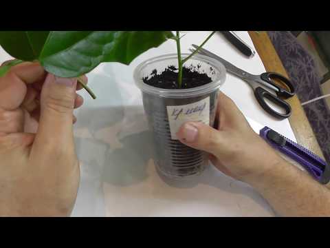 Видео: Прививка Гибискуса в расщеп - мастер-класс от моего мужа Андрея