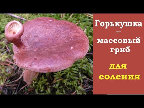 Видео: Горькушка   выручает   каждый год.