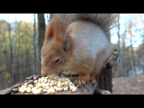 Видео: Немного о Белке с глазиком / A little bit about Squirrel with the eye