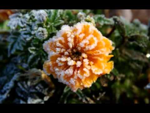 Видео: Обида. По рассказам Т.Пироговой.