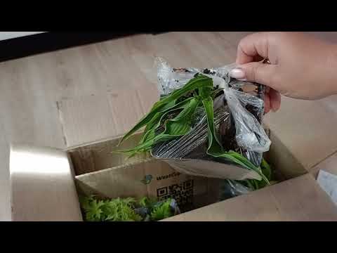 Видео: Розпаковка двох посилок від Green Edem.