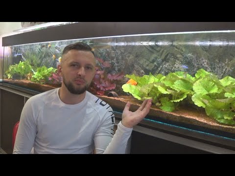 Видео: Нарушение координации у рыб/о литрах на хвост/где паук/сколько люмен; Вт на литр.