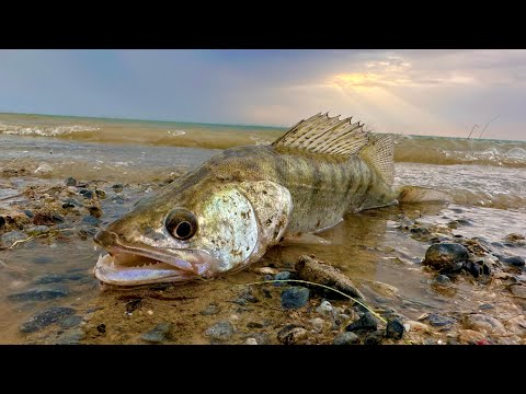 Видео: Жор осенних судаков.