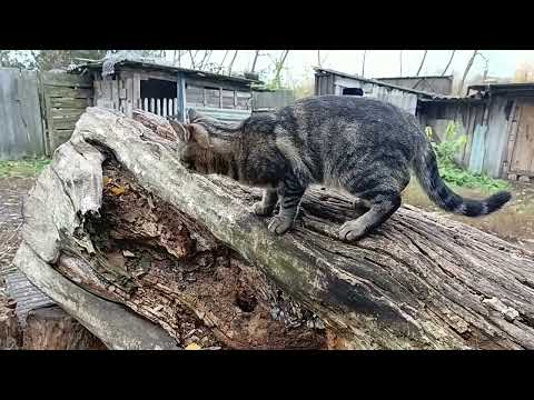 Видео: ТИХАЯ ОХОТА–4! ВЕШЕНКА!