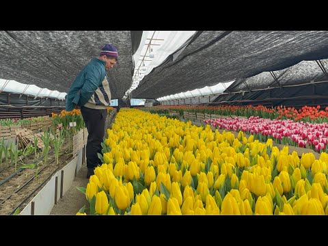 Видео: Выгонка ТЮЛЬПАНОВ к 8 марта. Обзор сортов.