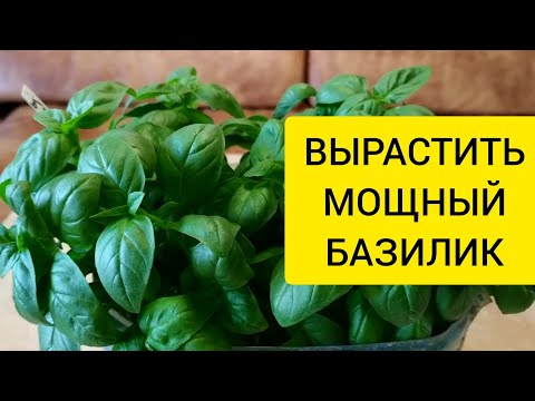 Видео: ВЫРАСТИТЬ МОЩНЫЙ БАЗИЛИК НА ОКНЕ