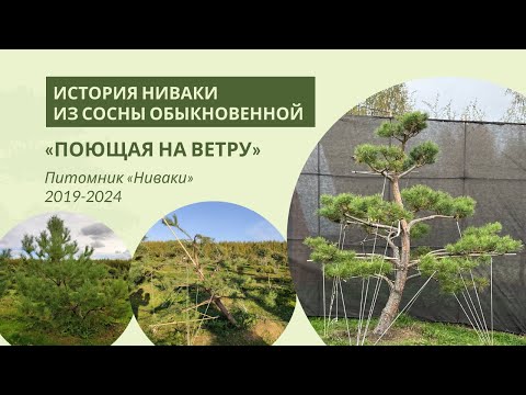 Видео: Сосна «Поющая на ветру»