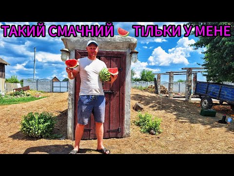 Видео: МІЙ ДОСВІД ВИРОЩУВАННЯ КАВУНА 🍉‼️ КАВУН ВІД А ДО Я😊‼️ СЕЗОН НА ПОЛІ І ЖИВЕМО 😱 СОЛОДКИЙ КАВУН😋🇺🇦🇺🇦🇺🇦
