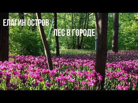 Видео: Где в Петербурге получить мощный заряд энергии | Елагин остров