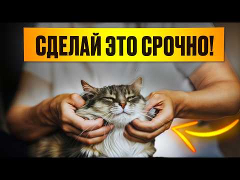 Видео: Из-за этого кошки будут любить тебя еще больше