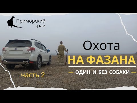 Видео: Охота на фазана. Один и без собаки. часть 2 (Pheasant hunting. Solo and without a dog. Part 2)