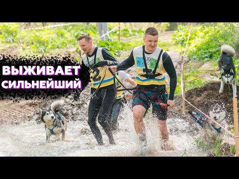 Видео: ГОНКИ С СОБАКАМИ И СМЕШНО И ТЯЖЕЛО | БЕГ С ХАСКИ И ПРЕПЯТСТВИЯМИ