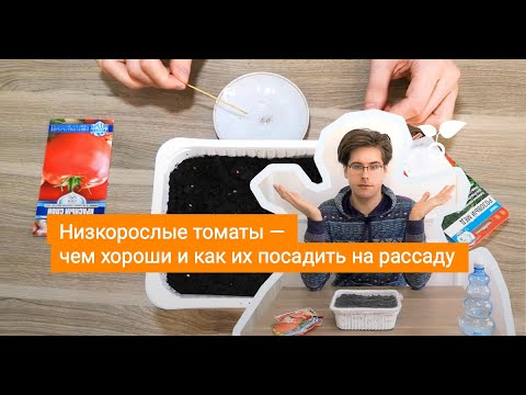 Видео: Низкорослые томаты — чем хороши и как их посадить на рассаду?