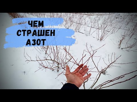 Видео: На что влияет доза и время внесения азота