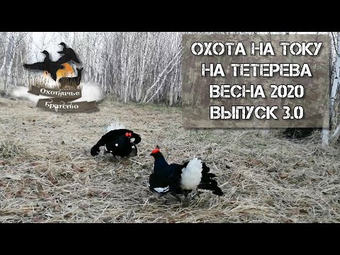 Видео: Охота на тетерева на току. Весна 2020. Выпуск 3.0
