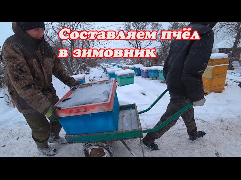 Видео: КОГДА И КАК МЫ СОСТАВЛЯЕМ ПЧЕЛОСЕМЬИ В ЗИМОВНИК НА ЗИМОВКУ