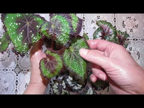 Видео: Мои подрастающие декоративно-лиственные бегонии.Обзор и пересадка растений.