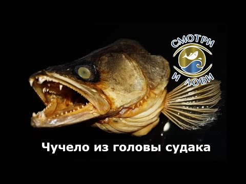 Видео: Чучело из головы судака