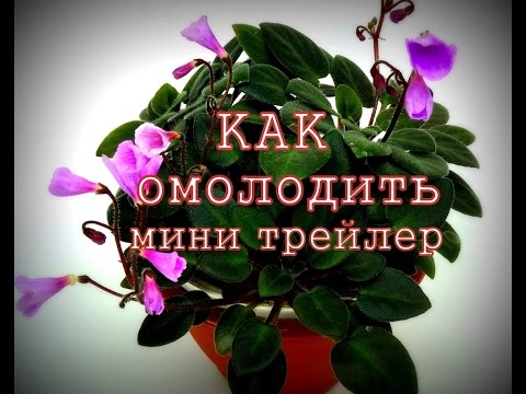 Видео: Как омолодить фиалку мини трейлер.
