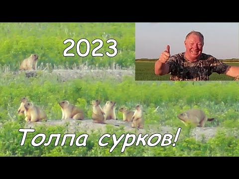 Видео: Охота на сурка 2023 в Оренбургской области. Толпа сурков!