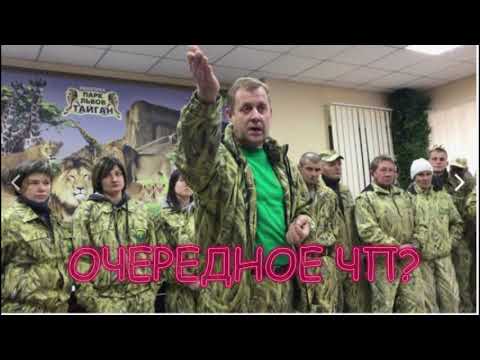 Видео: ТАЙГАН! ОЧЕРЕДНОЕ ЧП в парке? Опять ЛЬВЫ? #тайган #животные #новости #люська